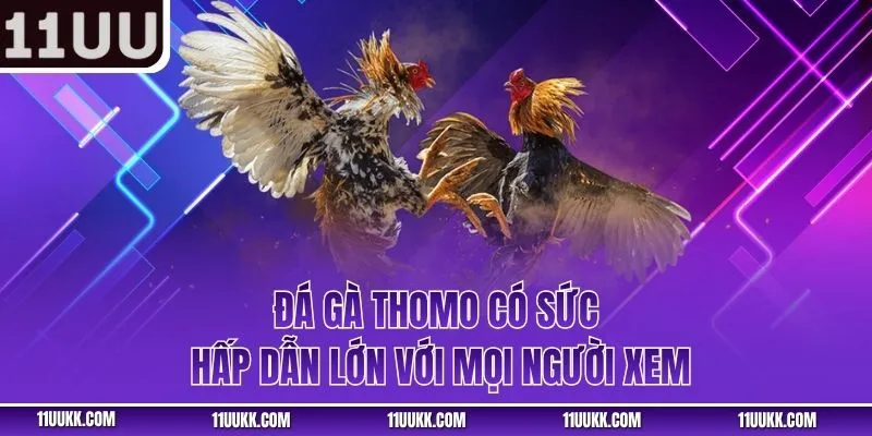 Đá gà thomo có sức hấp dẫn lớn với mọi người xem