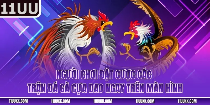 Người chơi đặt cược các trận đá gà cựa dao ngay trên màn hình
